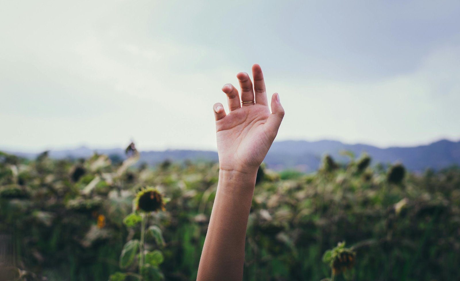When In Trouble, Raise Your Hand 1 A single hand is raised against a backdrop of sunflowers and mountains, capturing a moment of freedom.